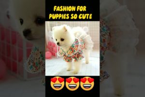 The cutest PUPPIES Ever 😍 #shorts2023 #2024 #puppies #pets #cutepuppy #fashion #whatsappstatus