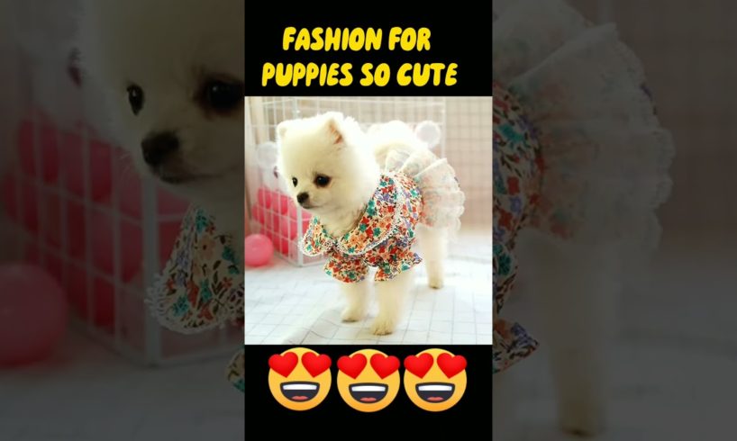The cutest PUPPIES Ever 😍 #shorts2023 #2024 #puppies #pets #cutepuppy #fashion #whatsappstatus