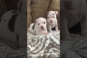 The cutest pups ever ! What do you think??