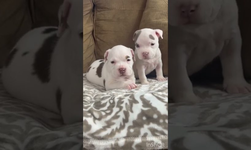 The cutest pups ever ! What do you think??