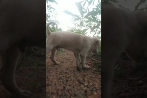 The world cutest puppies TAJ puppies