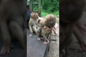 They're Never Stop Playing | Most Attractive & Fun Activities Monkey #animals #tiktok #episode