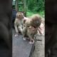 They're Never Stop Playing | Most Attractive & Fun Activities Monkey #animals #tiktok #episode