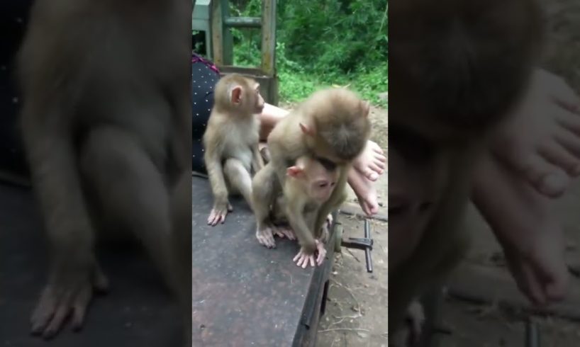 They're Never Stop Playing | Most Attractive & Fun Activities Monkey #animals #tiktok #episode