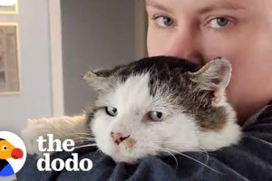 This Cat Was Left Behind When His Owner Moved Away | The Dodo