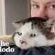 This Cat Was Left Behind When His Owner Moved Away | The Dodo