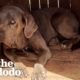 This Dog Was Chained Up Outside For 7 Years | The Dodo