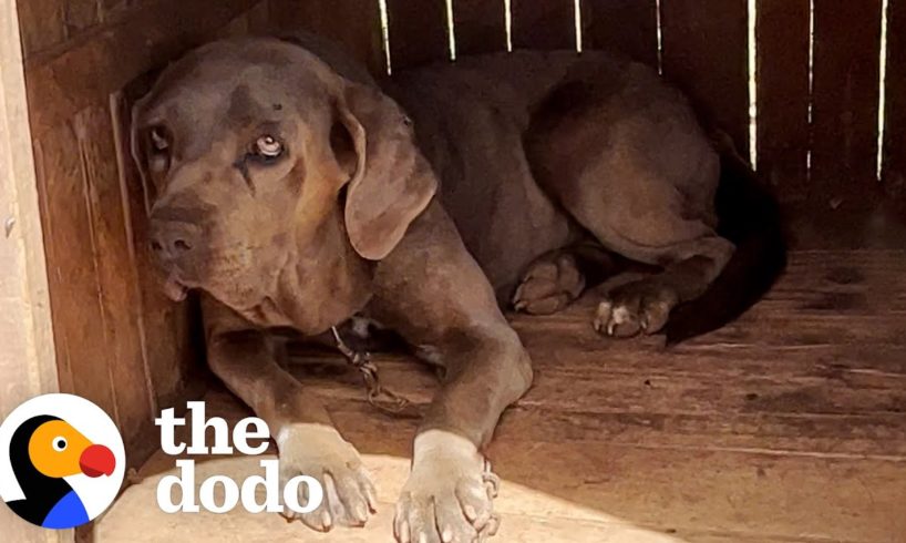 This Dog Was Chained Up Outside For 7 Years | The Dodo
