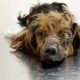 This Precious Dog Was Neglected All Its Life and Dumped at Dog Pound until Viktor Larkhill Saved it