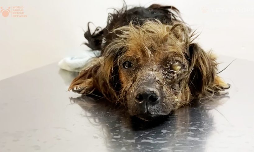 This Precious Dog Was Neglected All Its Life and Dumped at Dog Pound until Viktor Larkhill Saved it