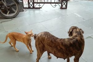 This cat is not afraid of dogs | Brave indian cat | @hunterthegreat2347