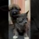 This must be the cutest Kitten and puppy video!  ❤️#animals #puppy #kitten