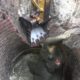 This wild elephant rescued from well by wildlife officers | Animal rescue | Wildlife | 象 | الفي