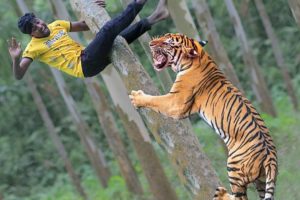 Tiger Attack in Forest |  Royal Bengal Tiger Attack  Fun Made Movie clips