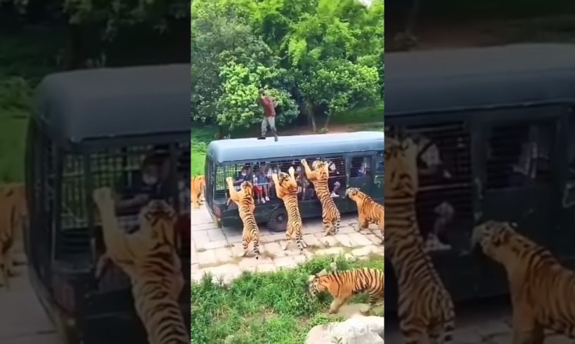 Tiger Dangerous Wild Animals - tiger vs humen - Wild Adventure #Shorts