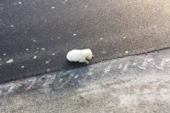 Tiny Puppy Left Behind After a Car Leaves, She Too Small to Save Herself