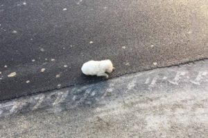 Tiny Puppy Left Behind After a Car Leaves, She Too Small to Save Herself