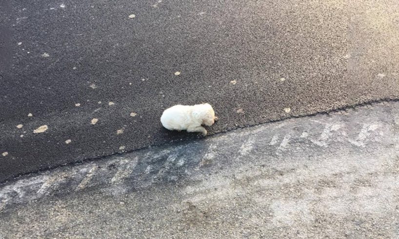 Tiny Puppy Left Behind After a Car Leaves, She Too Small to Save Herself