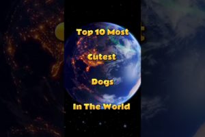 Top 10 most cutest dogs in the world #shorts #top10 #youtubeshorts