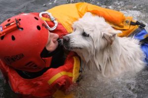 Top 20 most emotional rescues of abandoned animals