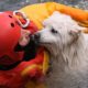 Top 20 most emotional rescues of abandoned animals