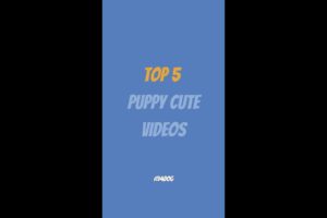 Top 5 Cutest Puppy Moments That Will Melt Your Heart! 🥰🥰🥰 #shorts #puppy #dogfacts