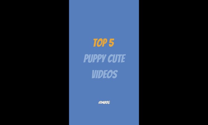Top 5 Cutest Puppy Moments That Will Melt Your Heart! 🥰🥰🥰 #shorts #puppy #dogfacts