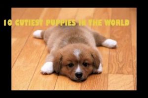 Top cutest puppies  in the world 2016  lovely cool puppy nice | dog lover