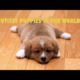 Top cutest puppies  in the world 2016  lovely cool puppy nice | dog lover