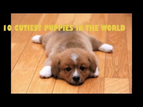 Top cutest puppies  in the world 2016  lovely cool puppy nice | dog lover