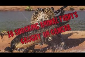 Top ten shocking animal fights caught on camera