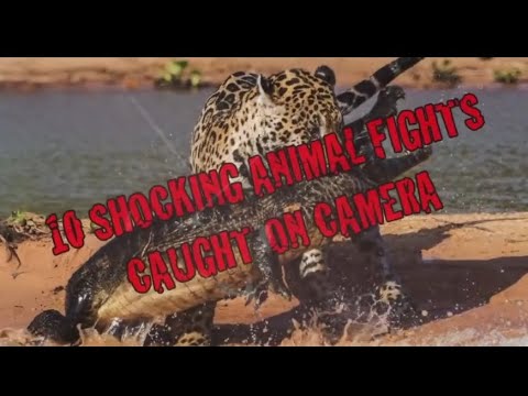 Top ten shocking animal fights caught on camera