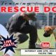 Training Rescue Dogs LIVE