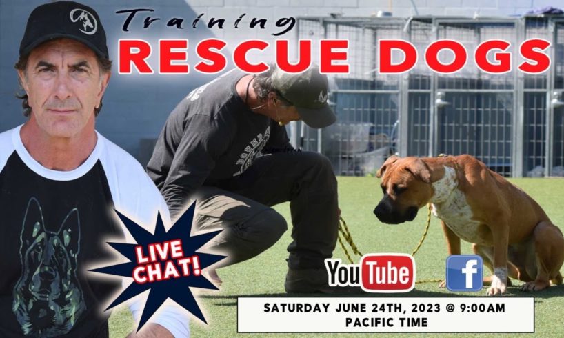 Training Rescue Dogs LIVE