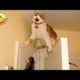 Try Not To Laugh Dogs And Cats 😁 - Best Funniest Animals Video 2023