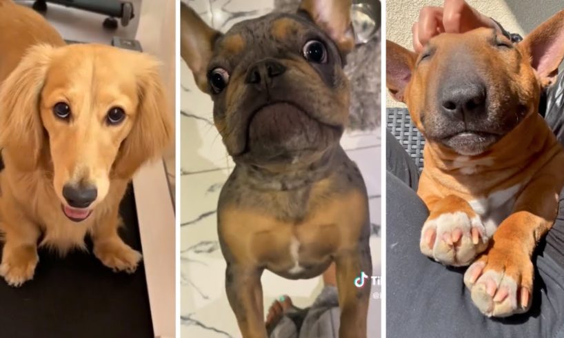 Ultimate Funniest Dogs and Cutest Puppies of TIKTOK Compilation 🐶