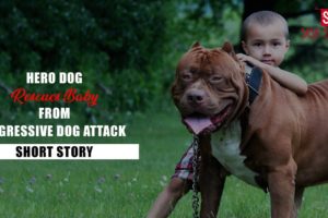 Unbelievable! See how a loyal dog rescues a baby from a vicious attack - Sasa Stories