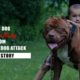 Unbelievable! See how a loyal dog rescues a baby from a vicious attack - Sasa Stories