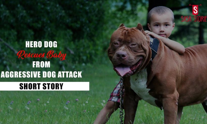 Unbelievable! See how a loyal dog rescues a baby from a vicious attack - Sasa Stories