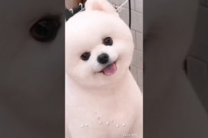 😘Very cutest puppy in the mood of fun 😂|| #shorts #puppy