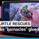 Viral Tiktok "turtle rescues" are actually animal abuse • FRANCE 24 English