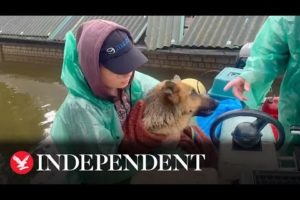 Volunteers risk lives to rescue animals from floods after Ukrainian dam destroyed