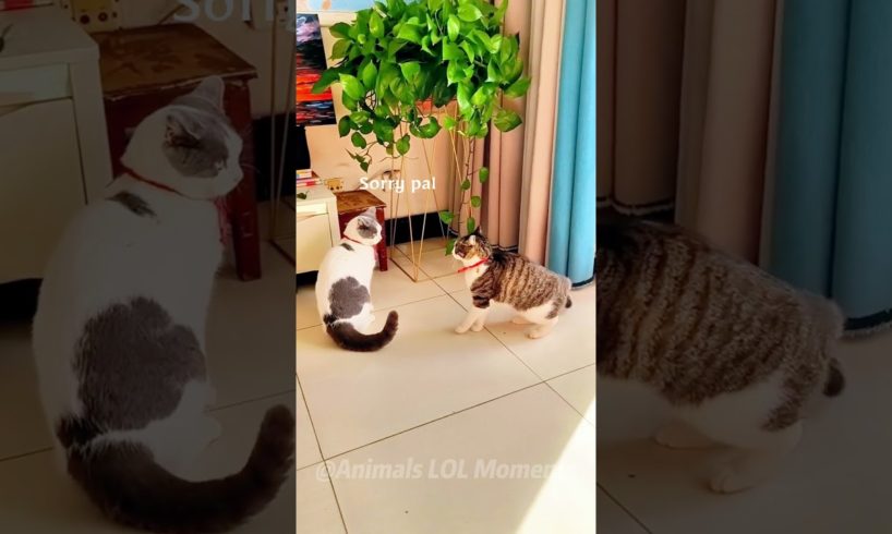 🧐Watch These Funny Creatures Steal The Show😹 | Animals LOL Moments #funnyanimals #funnycats