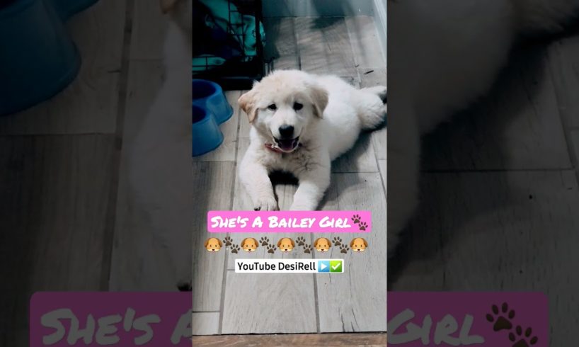 What Breed of DOG do you think makes the CUTEST Pups🐶? Answer in the comments 👇✅ #doggie #puppy #uk
