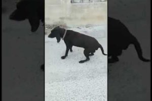 When they senτ me this video asking to help this dog Ι didn't lose time and Ι drove to find him 😭😭😭