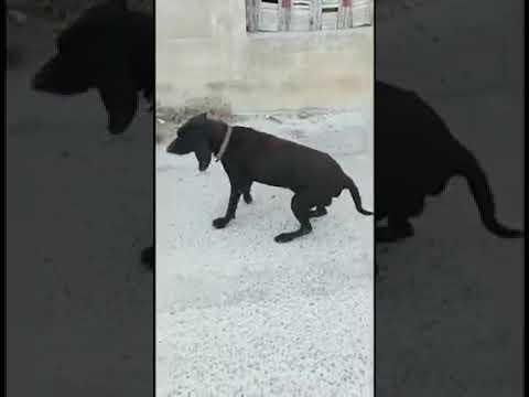 When they senτ me this video asking to help this dog Ι didn't lose time and Ι drove to find him 😭😭😭