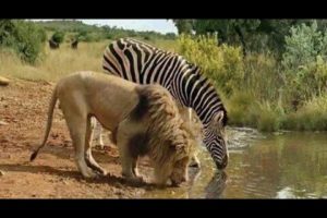 Wild Animals Drinking Water @planet2animals