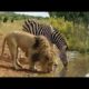 Wild Animals Drinking Water @planet2animals