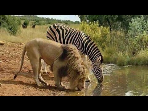 Wild Animals Drinking Water @planet2animals
