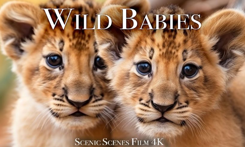Wild Babies 4K - Amazing World Of Young Animals | Baby Animals | Scenic Relaxation Film